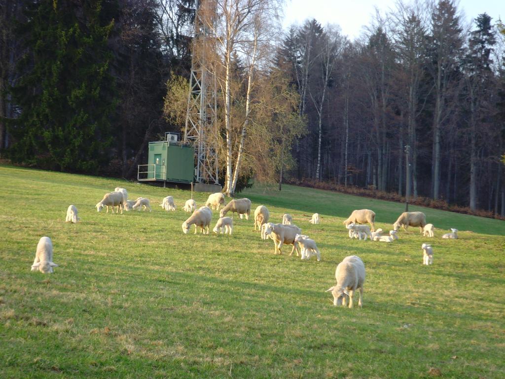 Na Zvonici Guest House Paseky nad Jizerou Bagian luar foto